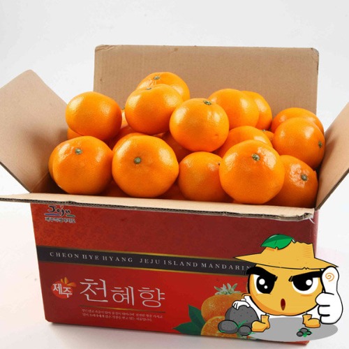 제주직송 돌밭천혜향3Kg(벌크) 맛좋은과일 선물세트